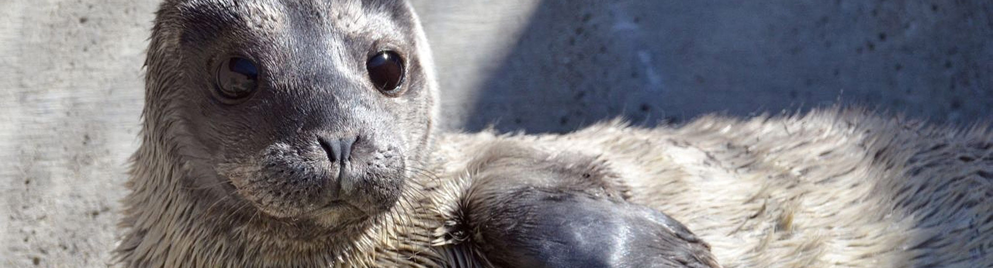 Marine Mammal Center